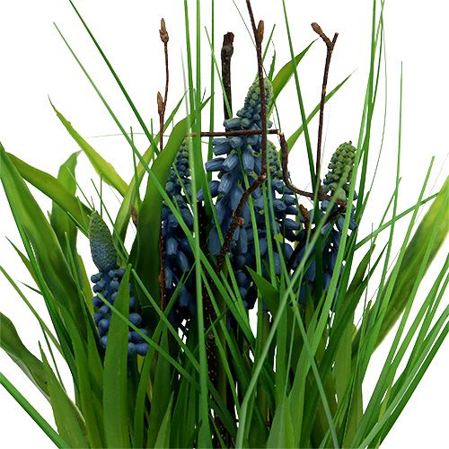 Floristik24 Muscari in pot blue H 30cm