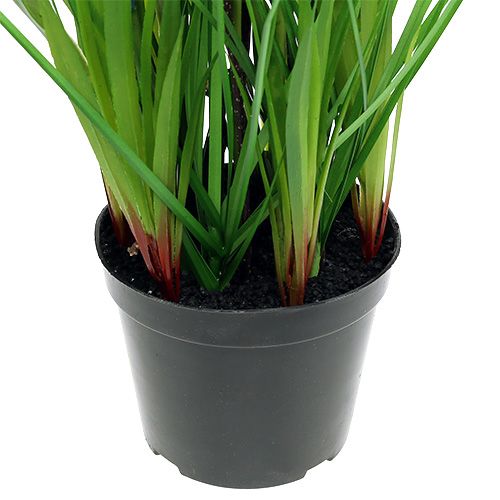 Floristik24 Muscari in pot blue H 30cm