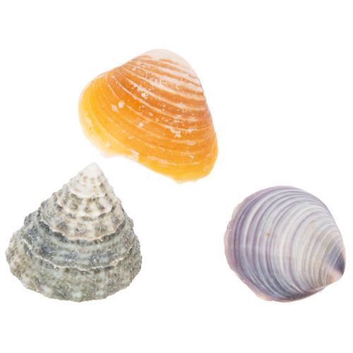 Product Decorative seashells - A unique eye-catcher for bathrooms and living rooms - 300g