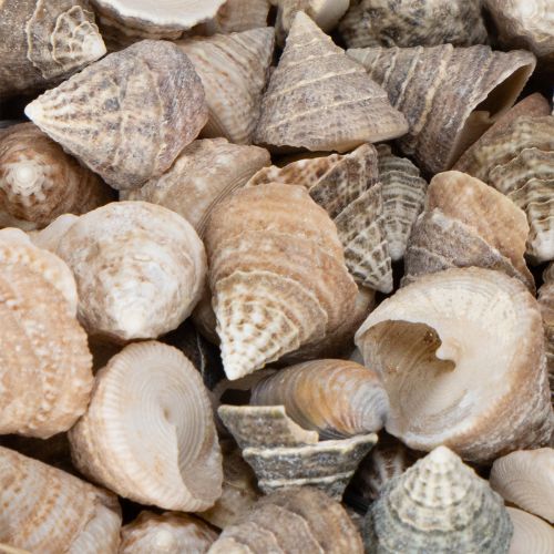 Product Decorative seashells - A unique eye-catcher for bathrooms and living rooms - 300g