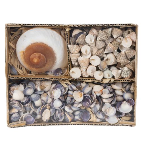 Product Decorative seashells - A unique eye-catcher for bathrooms and living rooms - 300g