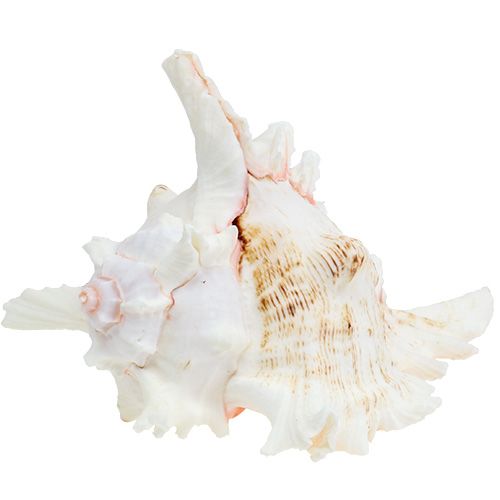 Floristik24 Shell Chicoreus ramosus 17.5cm