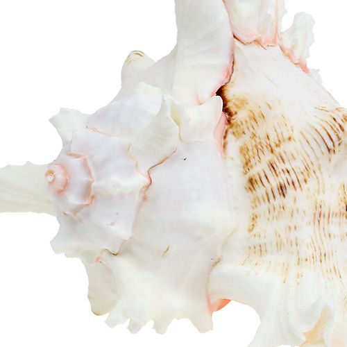 Floristik24 Shell Chicoreus ramosus 17.5cm