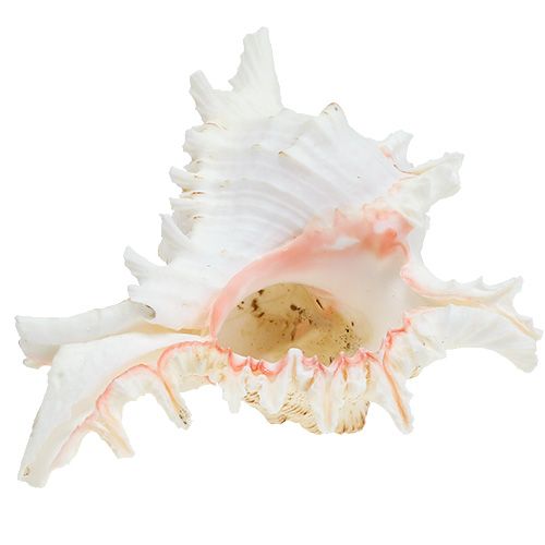 Floristik24 Shell Chicoreus ramosus 17.5cm