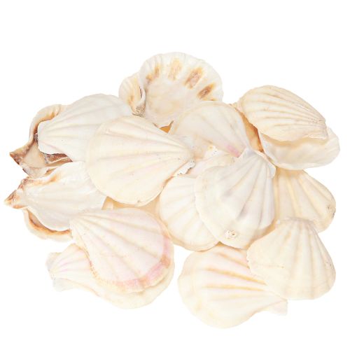 Floristik24 Shell decoration scallops in natural 3.5cm–4cm 300g