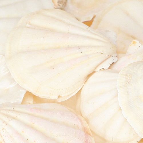 Product Shell decoration scallops in natural 3.5cm–4cm 300g