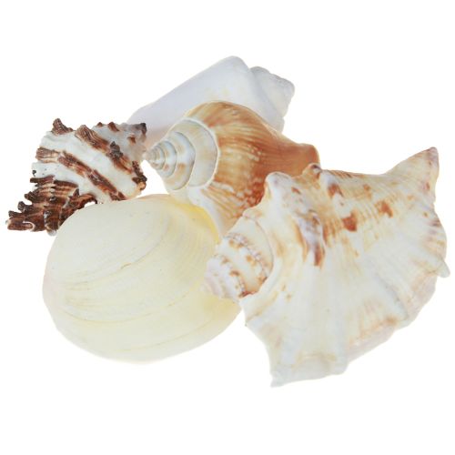 Floristik24 Shell decoration shell mix snail shells 4–8 cm natural 400 g