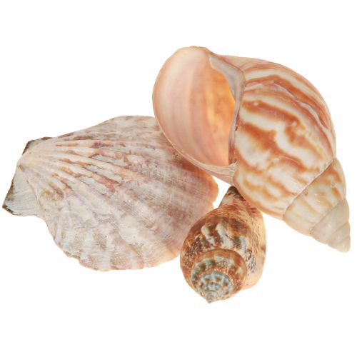 Floristik24 Shell decoration sea snail natural 350g × 3pcs
