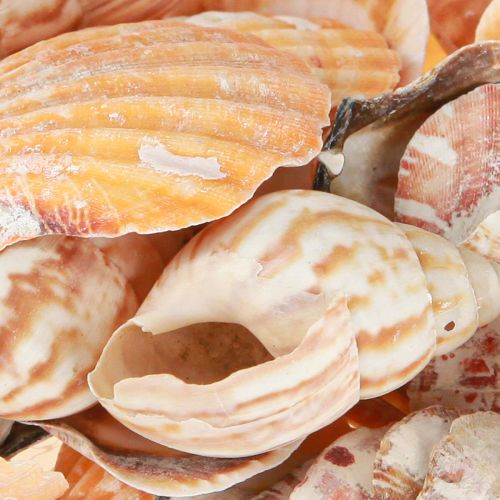 Product Shell decoration sea snail natural 350g × 3pcs