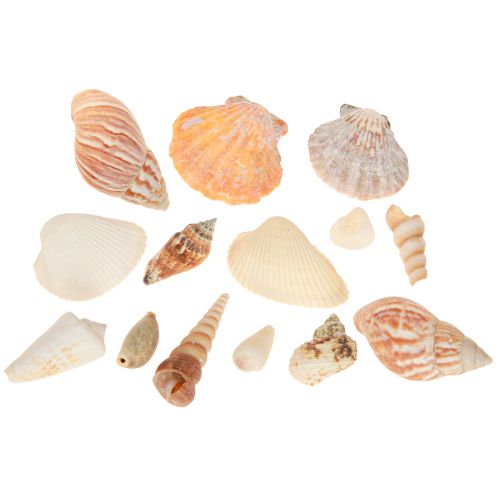 Product Shell decoration sea snail natural 350g × 3pcs