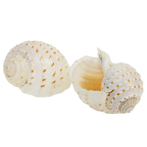 Product Mussel Tonna Tessalata 7 pcs