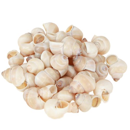 Floristik24 Mussel Umachi 500g