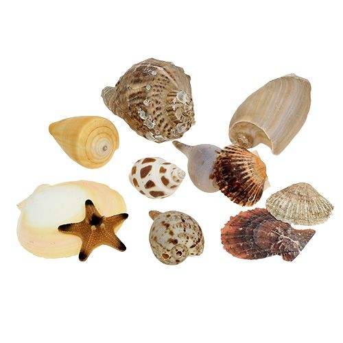 Floristik24 Shell mix in a box natural 380g