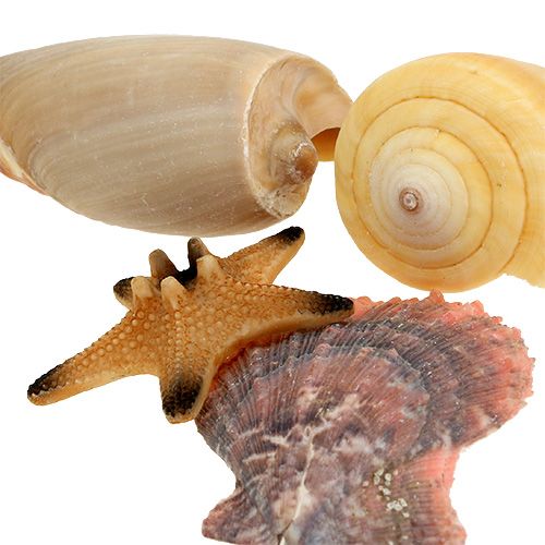 Floristik24 Shell mix in a box natural 380g
