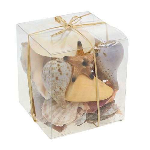 Floristik24 Shell mix in a box natural 380g