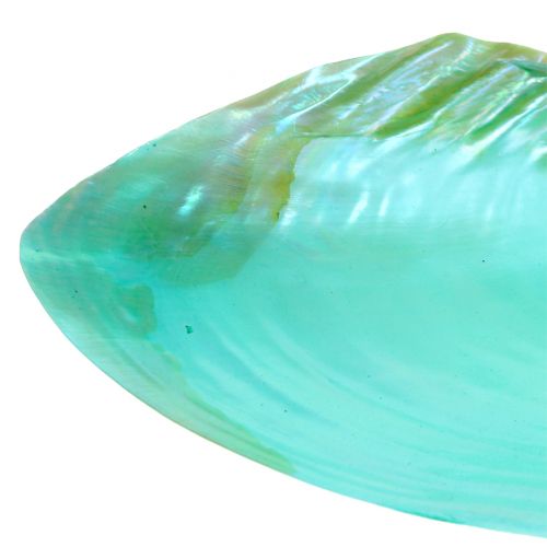Floristik24 Shell for decoration green 18cm
