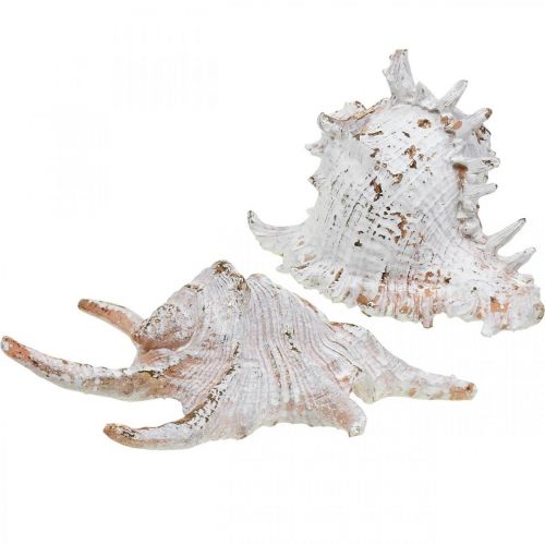 Floristik24 Shells, maritime decoration, snail shells white-golden L22/17cm set of 2