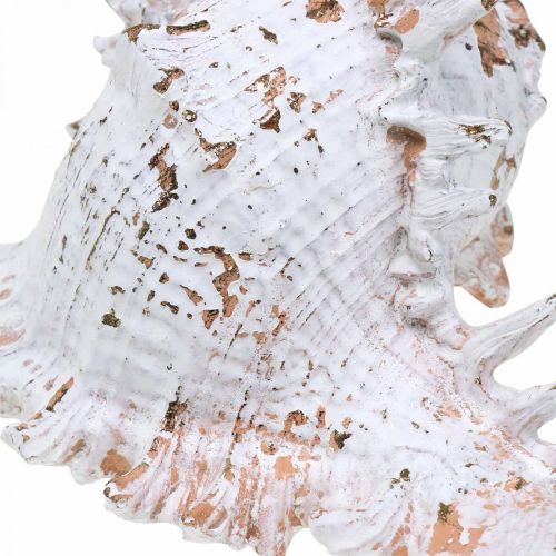 Floristik24 Shells, maritime decoration, snail shells white-golden L22/17cm set of 2