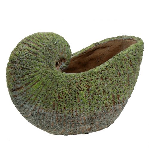 Floristik24 Mussel to plant with moss 28,5cm x 14cm H21cm