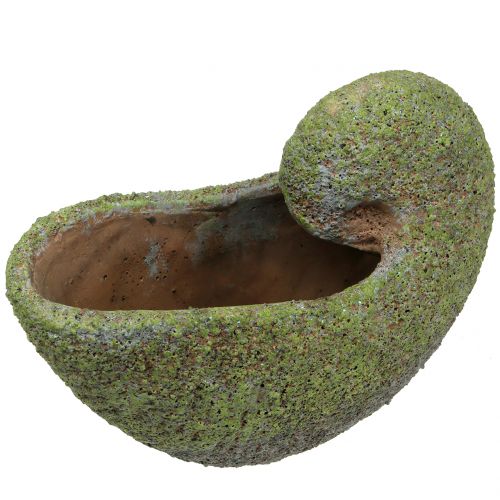Floristik24 Mussel to plant with moss 28,5cm x 14cm H21cm
