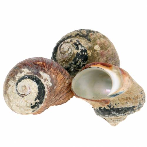Floristik24 Turban shell alikreukel natural 500g