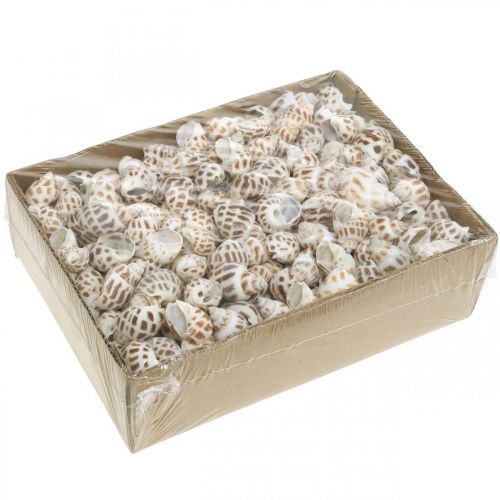 Product Shell decoration, mini deco snail, sea snail mix L2–4cm 780g