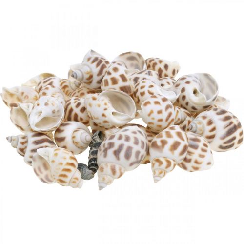 Product Shell decoration, mini deco snail, sea snail mix L2–4cm 780g