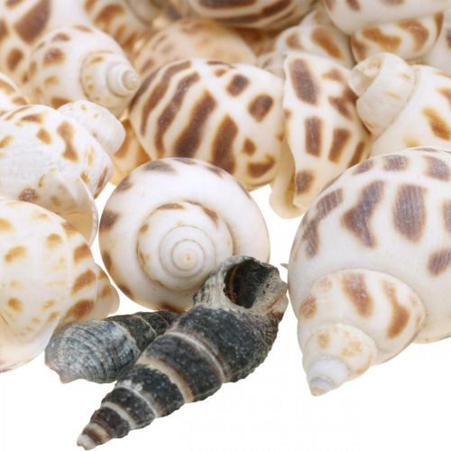 Product Shell decoration, mini deco snail, sea snail mix L2–4cm 780g