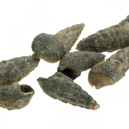 Product Natural sea snail shells Marine decor Black 6-10mm 1kg