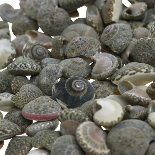 Product Scattered decoration shells umbonium, maritime decoration nature 8-16mm 1400g
