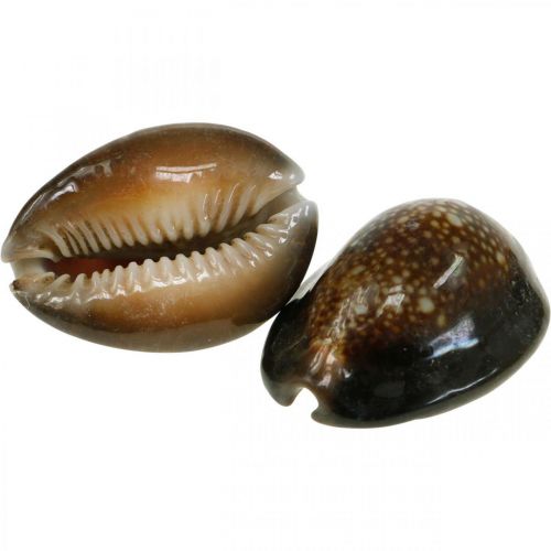 Cowrie shell deco nature maritime decoration sea snails 500g