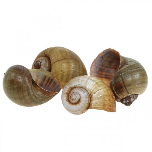 Snail decoration, snail shells maritime nature, green 10pcs