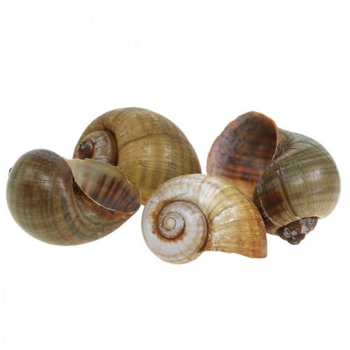 Floristik24 Snail decoration, snail shells maritime natural, green 10 pcs