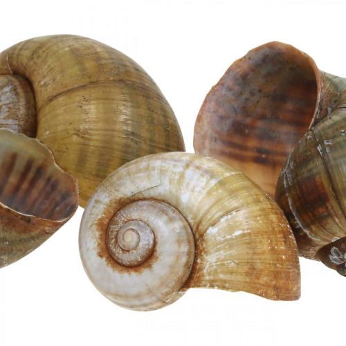 Product Snail decoration, snail shells maritime nature, green 10pcs