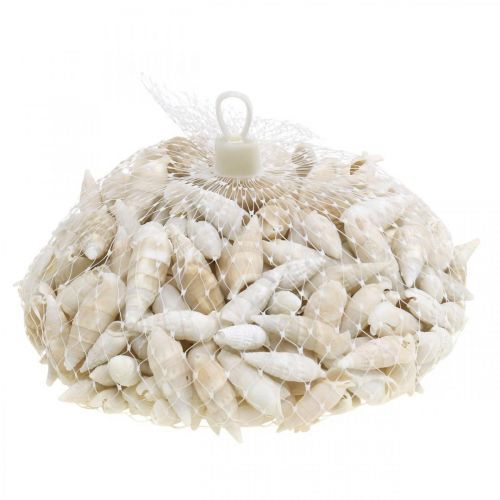 Product Deco snails white, sea snail natural decoration 2-5cm 1kg