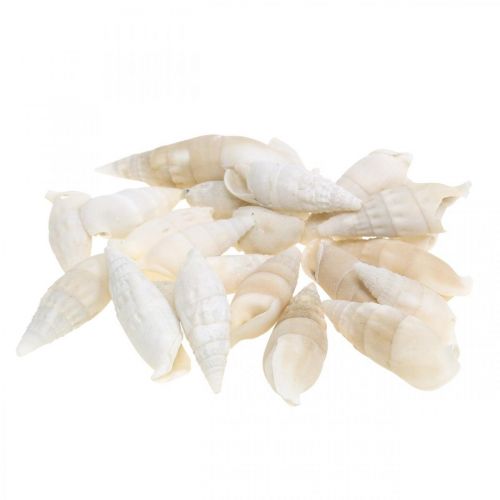 Floristik24 Deco snails white, sea snail natural decoration 2-5cm 1kg