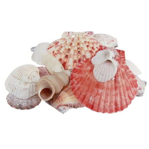 Product Shell decoration real shells different types 300g