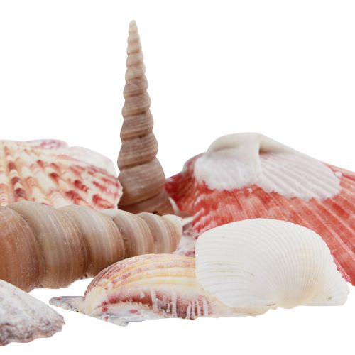 Product Shell decoration real shells different types 300g