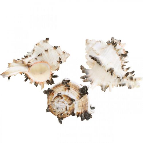 Deco snail shells striped, sea snails natural decoration 1kg