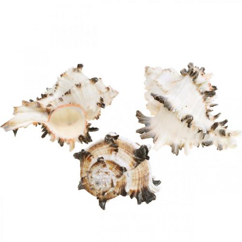 Floristik24 Deco snail shells striped, sea snails natural decoration 1kg