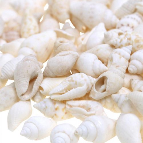 Product Natural Deco Shells Nassa Maritime Deco White 8-15mm 1190g