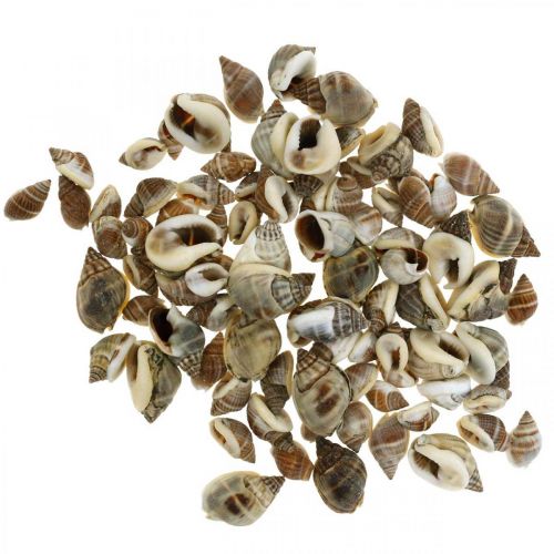 Floristik24 Natural decoration, snail shells natural 1–2cm, shell decoration 1kg