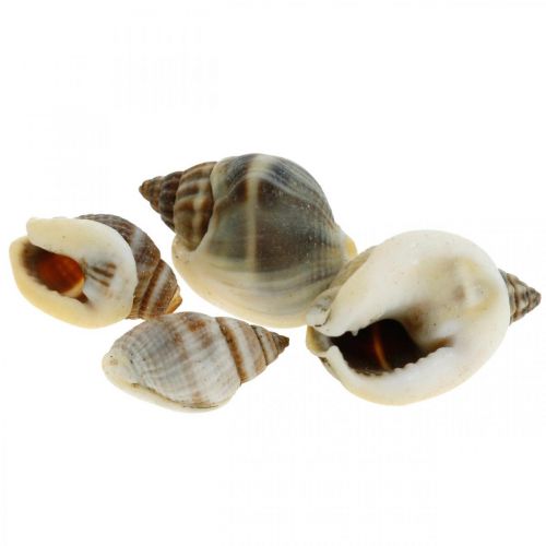 Product Natural decoration, snail shells natural 1–2cm, shell decoration 1kg