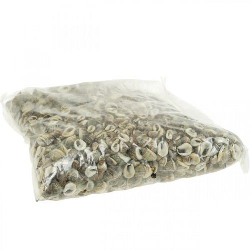 Floristik24 Natural decoration, snail shells natural 1–2cm, shell decoration 1kg