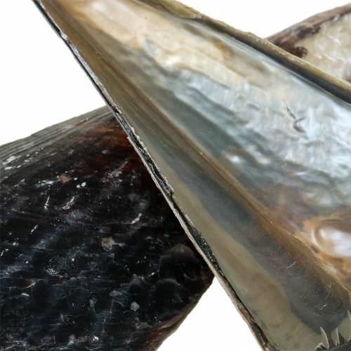 Floristik24 Pen shells black 24 – 30cm 1kg