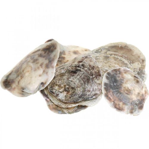 Maritime decoration, Capiz shells, natural items mother-of-pearl, violet 8–14cm 1kg