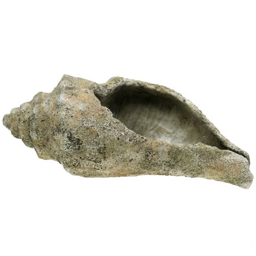 Floristik24 Shell for planting L40cm