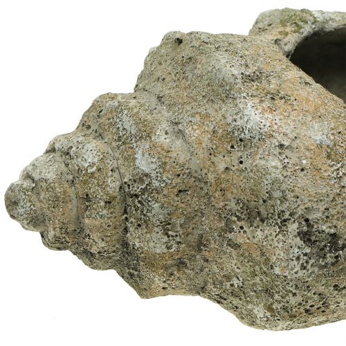 Floristik24 Shell for planting L40cm