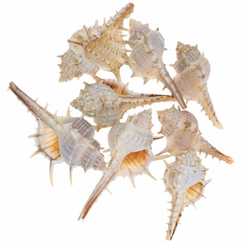 Spiny snail 1kg