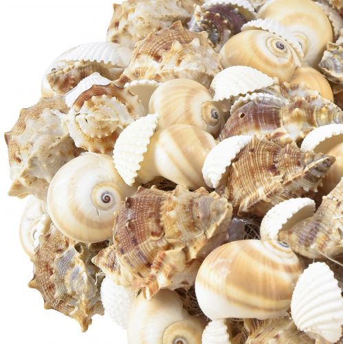 Floristik24 Shell wreath snail wreath for hanging coconut natural Ø25cm